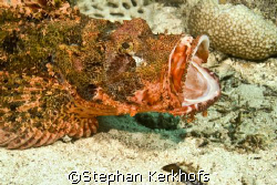 Smallscale scorpionfish (Scorpaenopsis oxycephala) taken ... by Stephan Kerkhofs 